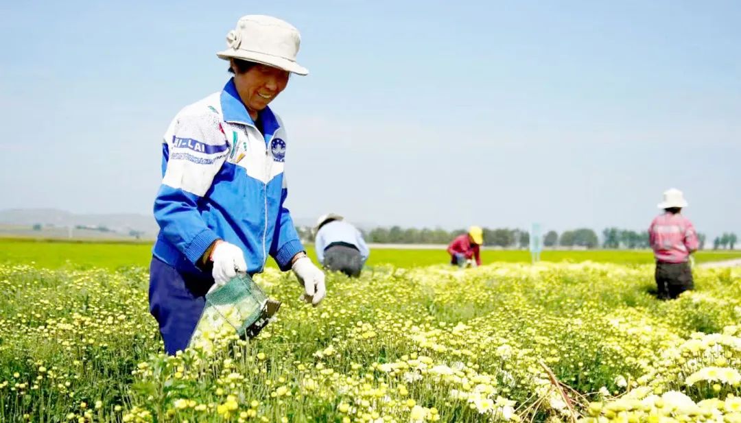 芦芽山下，锻造中医药强县富民“五寨模式”——国家中医药局定点帮扶五寨县三十周年纪实