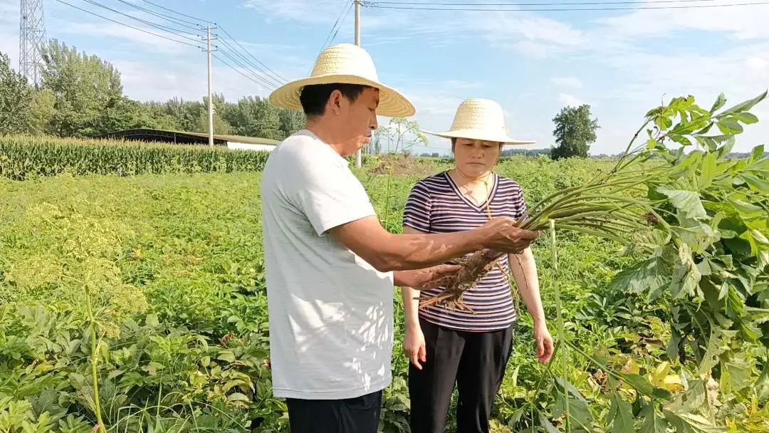 【中医药助力乡村振兴】河南民权：中药材种出“致富良方”