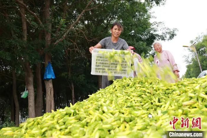 【中医药助力乡村振兴】河北内丘：野外“救心草”长成田间“致富花”