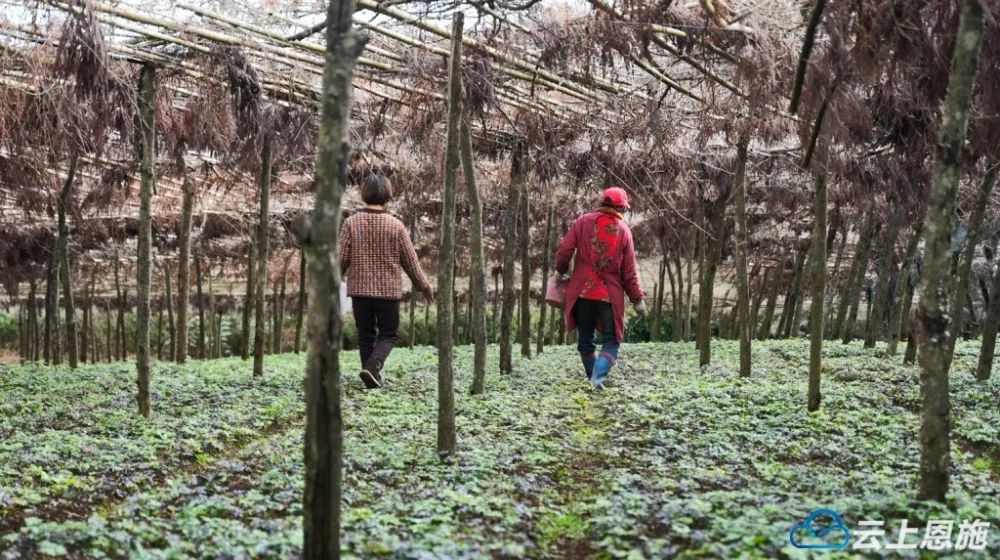 【中医药助力乡村振兴】湖北宣恩：发展高山药材产业，年总产值3亿元